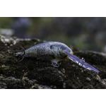 Vobleris RAPALA Shad Dancer® SDD07