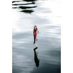 Vobleris RAPALA X-Rap® Peto XRPT-14